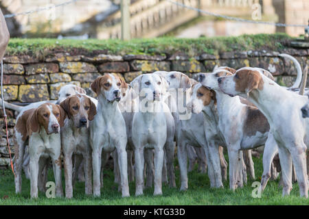 Fox Hounds an einer britischen Jagd treffen Stockfoto