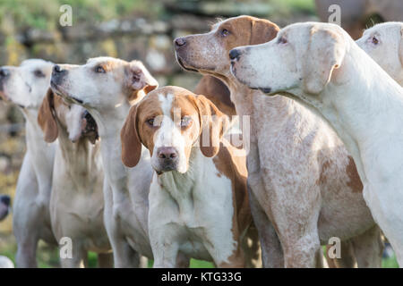 Fox Hounds an einer britischen Jagd treffen Stockfoto