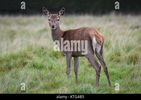 Ein junges Reh Rehkitz stehend in Gras leicht zurück und freuen uns an der Camera Viewer Stockfoto