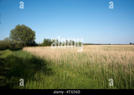 Siehe (Rietzer See Rietz) ist ein Naturschutzgebiet in der Nähe der Stadt Brandenburg im Nordosten Deutschlands mit zwei flachen Seen und Feuchtgebiete Stockfoto