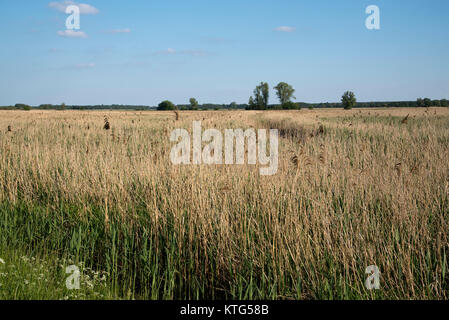 Siehe (Rietzer See Rietz) ist ein Naturschutzgebiet in der Nähe der Stadt Brandenburg im Nordosten Deutschlands mit zwei flachen Seen und Feuchtgebiete Stockfoto