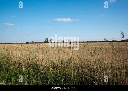 Siehe (Rietzer See Rietz) ist ein Naturschutzgebiet in der Nähe der Stadt Brandenburg im Nordosten Deutschlands mit zwei flachen Seen und Feuchtgebiete Stockfoto