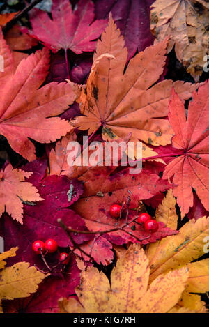 Ein Stapel mit verschiedenen Schattierungen der Blätter im Herbst, Hokkaido, Japan Stockfoto