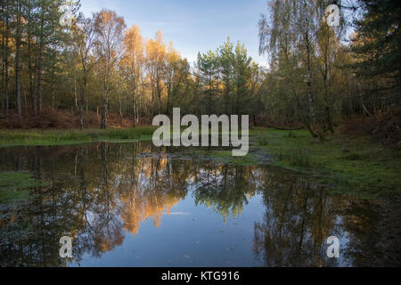 Die abgelegenen Pool an Mogshade Hill im New Forest. Stockfoto