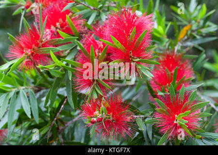 Weinend Bottlebrush (Melaleuca Viminalis) Blumen. Carrington. Queensland. Australien. Stockfoto