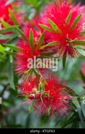 Weinend Bottlebrush (Melaleuca Viminalis) Blumen. Carrington. Queensland. Australien. Stockfoto