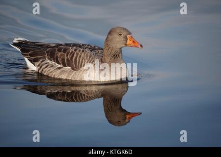 Graugans (Anser anser), die Serpentine, Hyde Park, London, UK. Dezember 2017. Stockfoto