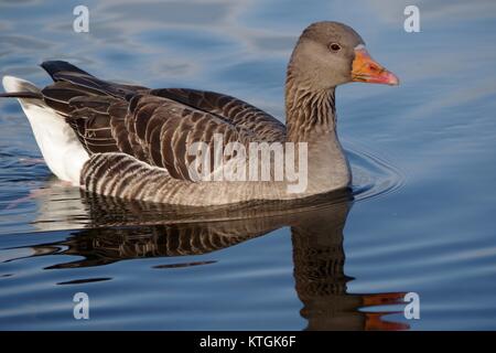 Graugans (Anser anser), die Serpentine, Hyde Park, London, UK. Dezember 2017. Stockfoto