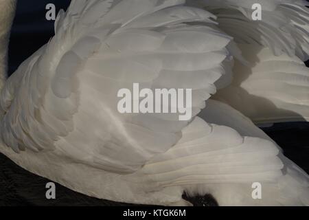 Mute Swan Busking (Cygnus olor) Wing Feather Close Up, On the Serpentine, Hyde Park, London, Großbritannien. Dezember 2017. Stockfoto