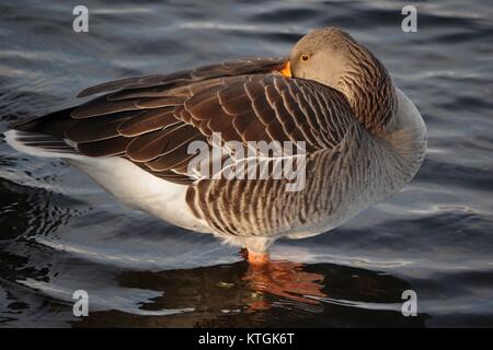 Graugans (Anser anser), die Serpentine, Hyde Park, London, UK. Dezember 2017. Stockfoto