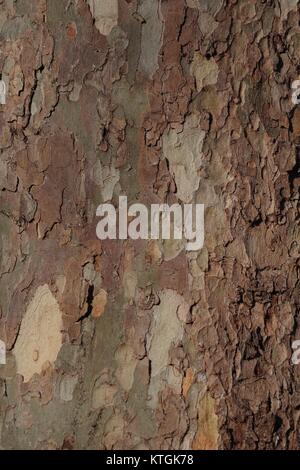 Flockige lückenhaft Baum Rinde von London Plane Tree (Plantanus x Hispanica). Hyde Park, UK. Dezember 2017. Stockfoto