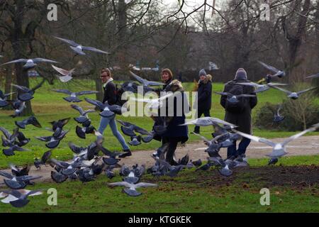 Herde des Fliegens verwilderte Tauben (Columba livia domestica) in Kensington Gardens, London, UK. Dezember 2017. Stockfoto