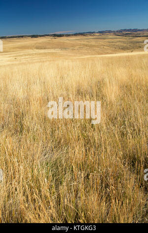 Prairie Grünland, Little Bighorn Battlefield National Monument, Montana Stockfoto