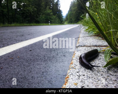 Schnecke unterwegs in der Region Berchtesgaden, Bayern, Süddeutschland Stockfoto