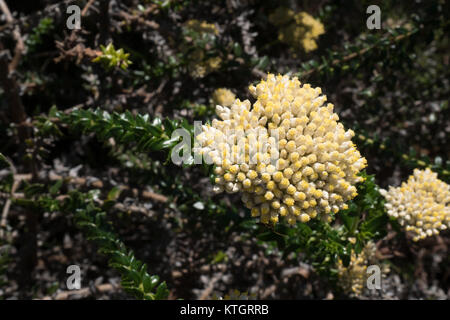 Grotte Point Aborigines Gravur site Stockfoto