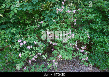 Azalea nudiflora var. Canescens, allgemein bekannt als Georgia Azelea, ist eine blühende Pflanze der Gattung Rhododendron. Im Arnold Arboretum gefangen, ist diese Sorte bekannt für ihre weißen bis blassrosa Blüten und ihren unverwechselbaren, duftenden Duft. Stockfoto