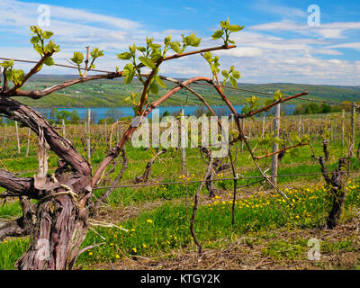 Glenora Wine Cellars, Finger Lakes, Dundee, New York, USA Stockfoto