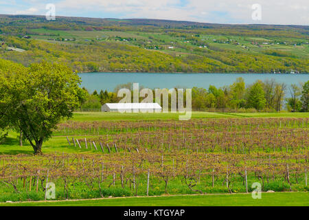 Glenora Wine Cellars, Finger Lakes, Dundee, New York, USA Stockfoto