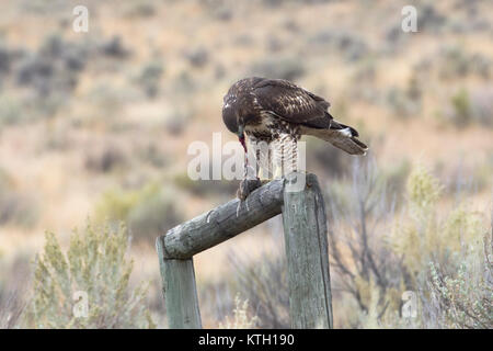 Red-tailed Hawk essen Beute in British Columbia, Kanada. Stockfoto