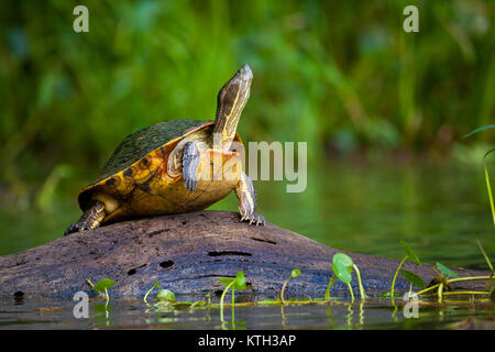 Schieberegler Schildkröte, Chrysemys ornata, auf einem Baumstamm in Gatun See, Doppelpunkt Provinz, Republik Panama. Stockfoto