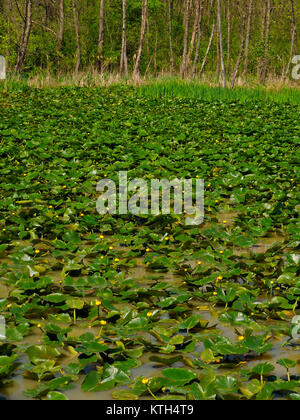 Lillies, Biber Marsh, Cuyahoga Valley National Park, Brecksville, Ohio, USA Stockfoto