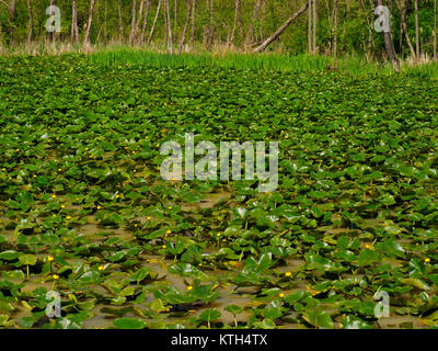 Lillies, Biber Marsh, Cuyahoga Valley National Park, Brecksville, Ohio, USA Stockfoto