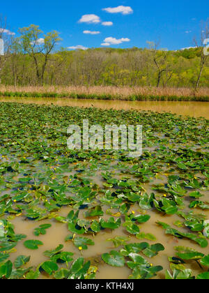 Lillies, Biber Marsh, Cuyahoga Valley National Park, Brecksville, Ohio, USA Stockfoto