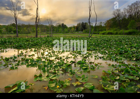 Lillies, Biber Marsh, Cuyahoga Valley National Park, Brecksville, Ohio, USA Stockfoto