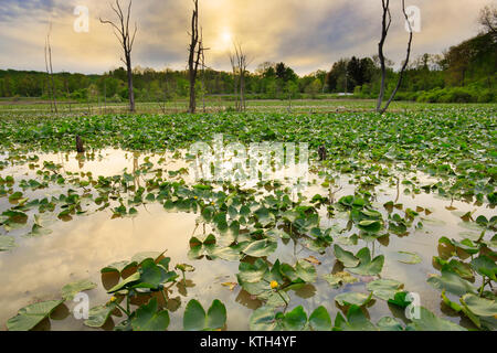 Lillies, Biber Marsh, Cuyahoga Valley National Park, Brecksville, Ohio, USA Stockfoto