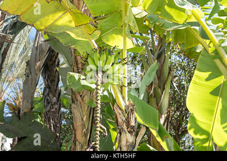 Bananenstaude mit einem Bndel von reife, gelbe Bananen Stockfotografie -  Alamy