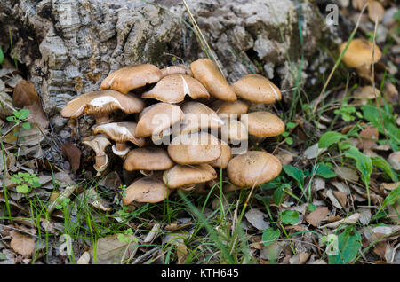 Armillaria Mellea Pilze (Honig), essbare Pilze, Andalusien, Spanien. Stockfoto