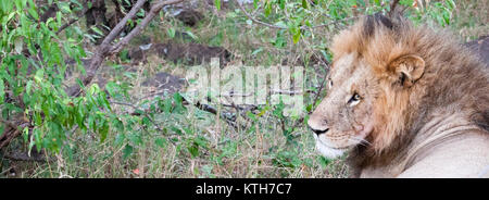 Einzelne männliche Löwe (Panthera leo) liegen im Bush aber um in Masai Mara National Park, Kenia suchen Stockfoto