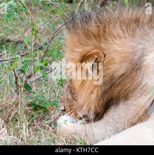 Einzelne männliche Löwe (Panthera leo) Liegen ruhenden Kopf auf die Pfoten in Masai Mara National Park, Kenia Stockfoto