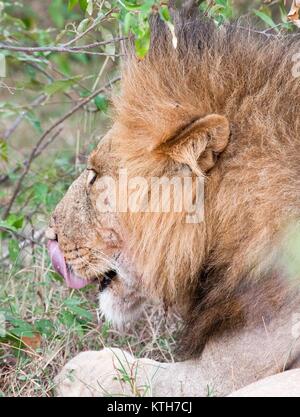 Einzelne männliche Löwe (Panthera leo) liegend leckte sich die Lippen in Masai Mara National Park, Kenia Stockfoto