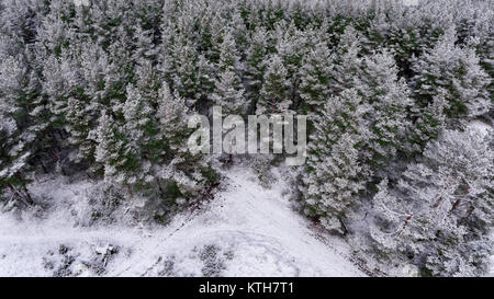 Top Blick auf schneebedeckte Gipfel der Kiefern und Lärchen im Winter immergrüne Wälder Stockfoto