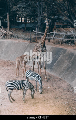 Sohn saugen von seiner Mama ist Giraffa Camelopardalis Specie Familie Giraffidae. Stockfoto