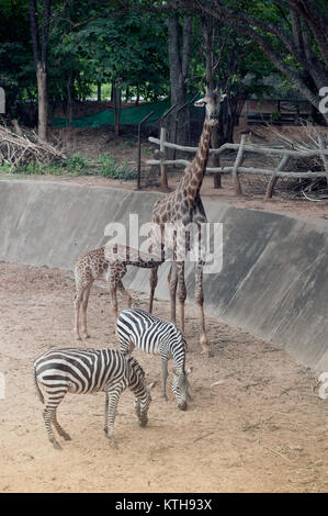 Sohn saugen von seiner Mama ist Giraffa Camelopardalis Specie Familie Giraffidae. Stockfoto