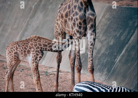 Sohn saugen von seiner Mama ist Giraffa Camelopardalis Specie Familie Giraffidae. Stockfoto