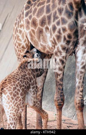 Sohn saugen von seiner Mama ist Giraffa Camelopardalis Specie Familie Giraffidae. Stockfoto