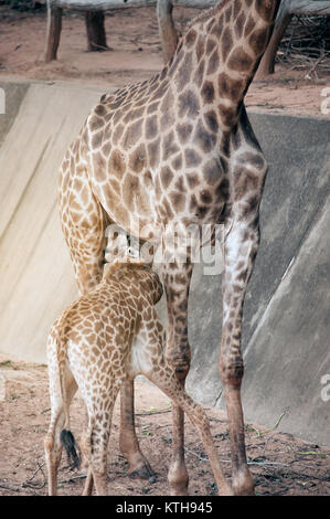 Sohn saugen von seiner Mama ist Giraffa Camelopardalis Specie Familie Giraffidae. Stockfoto