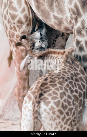 Sohn saugen von seiner Mama ist Giraffa Camelopardalis Specie Familie Giraffidae. Stockfoto