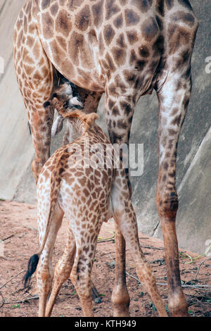 Sohn saugen von seiner Mama ist Giraffa Camelopardalis Specie Familie Giraffidae. Stockfoto