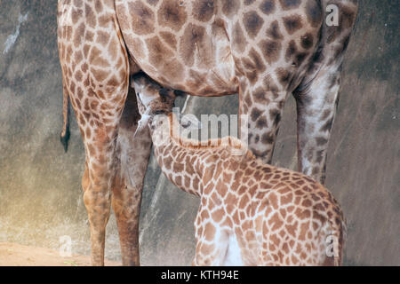 Sohn saugen von seiner Mama ist Giraffa Camelopardalis Specie Familie Giraffidae. Stockfoto