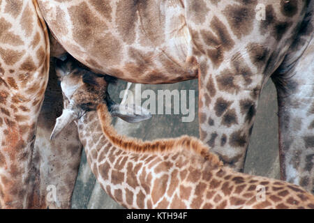 Sohn saugen von seiner Mama ist Giraffa Camelopardalis Specie Familie Giraffidae. Stockfoto