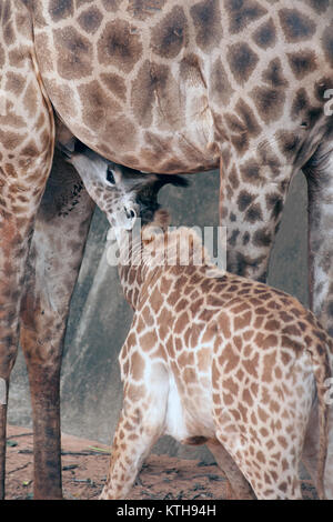 Sohn saugen von seiner Mama ist Giraffa Camelopardalis Specie Familie Giraffidae. Stockfoto