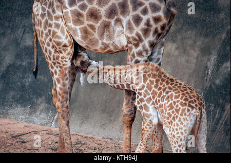 Sohn saugen von seiner Mama ist Giraffa Camelopardalis Specie Familie Giraffidae. Stockfoto