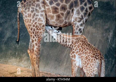 Sohn saugen von seiner Mama ist Giraffa Camelopardalis Specie Familie Giraffidae. Stockfoto