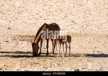 Wilden Pferde der Garub in Namibia; eine kleine Herde wilder Pferde Überleben in der rauen Wüste um Garub, wo Sie auf einer künstlichen watehole verlassen Stockfoto