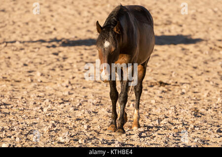 Wilden Pferde der Garub in Namibia; eine kleine Herde wilder Pferde Überleben in der rauen Wüste um Garub, wo Sie auf einer künstlichen watehole verlassen Stockfoto