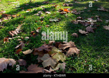Herbst. Laub auf ein Kleeblatt glade. Herbst in Spanien. Stockfoto